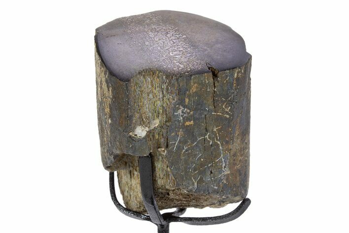 Fossil Sauropod Rib Bone Section w/ Metal Stand - Colorado #304852